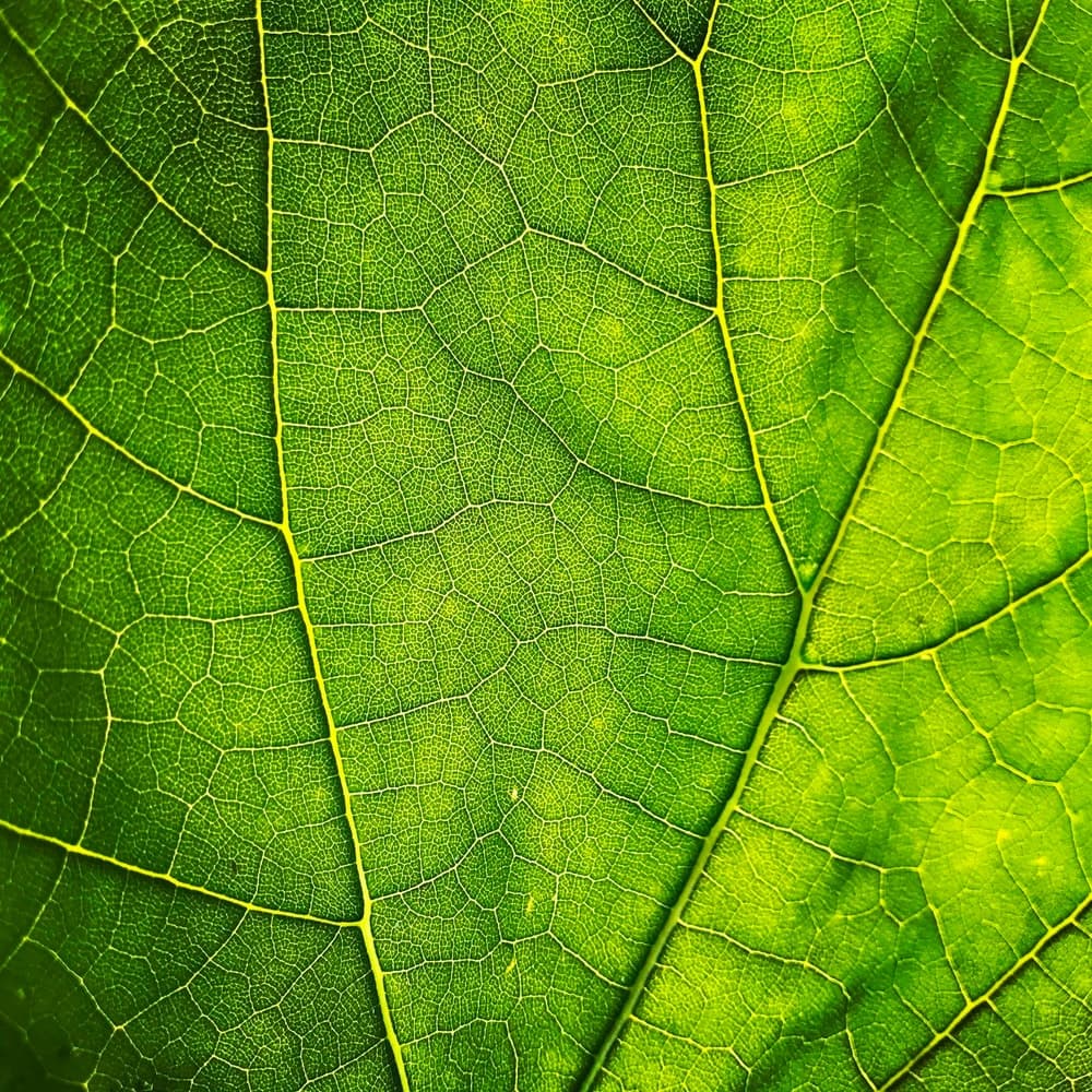 green leaft